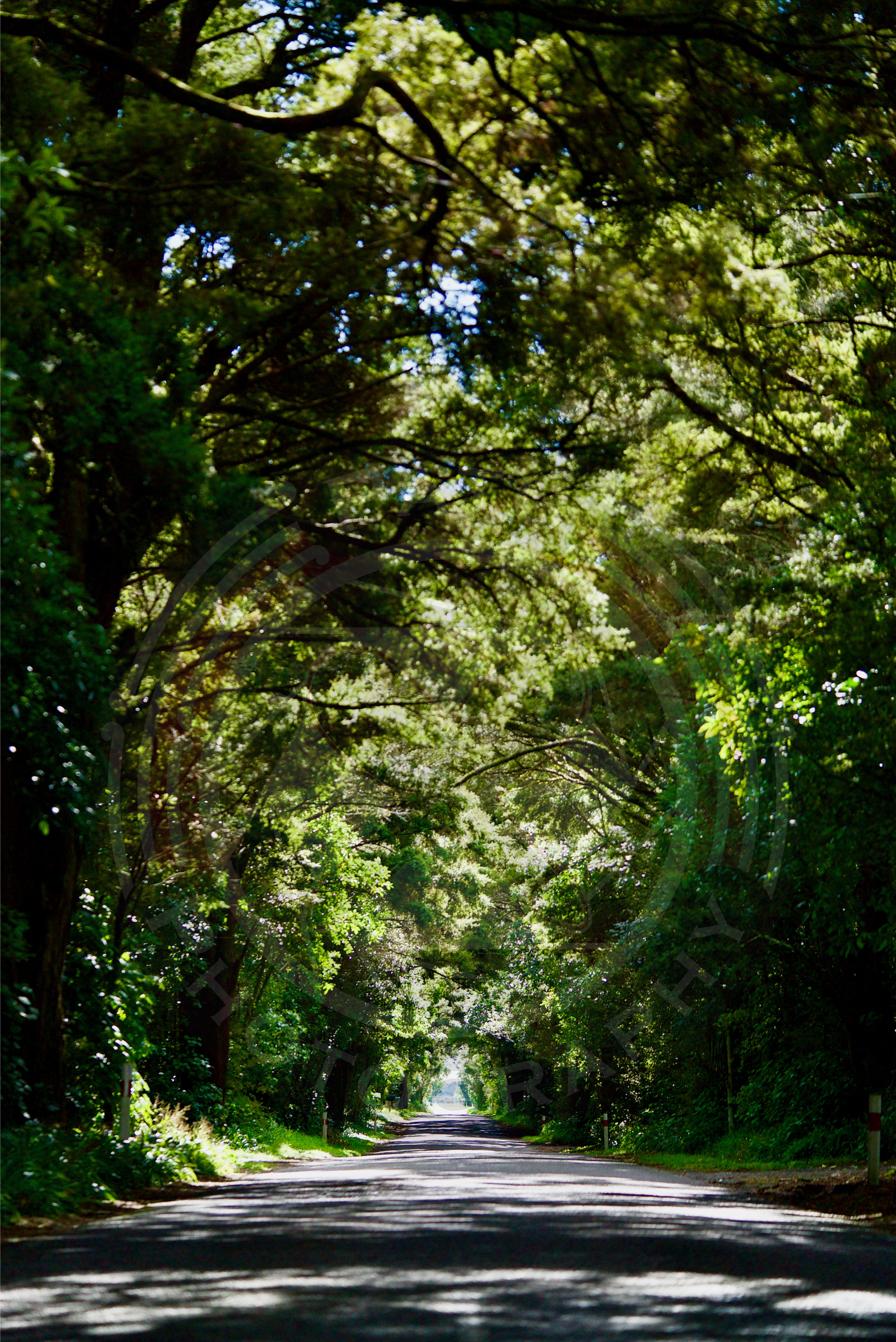Tree corridor