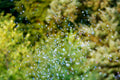 Bubbles
