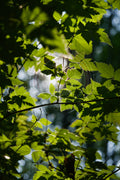 Kanada