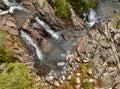 Birds eye