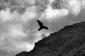 The Crow